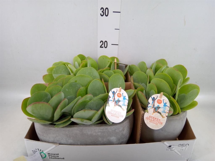 <h4>Kalanchoe NF thyrsiflora</h4>