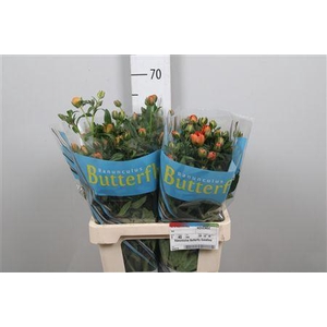 Ran Butterfly Galathea