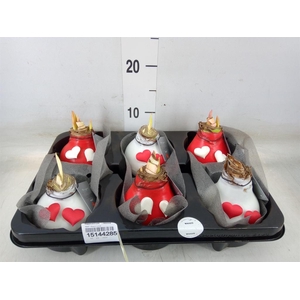 Hippeastrum   ...waxed