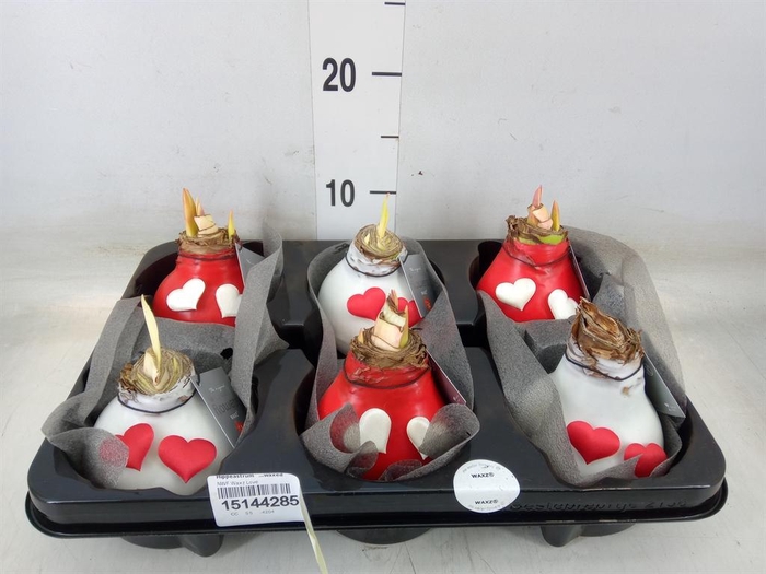 <h4>Hippeastrum   ...waxed</h4>