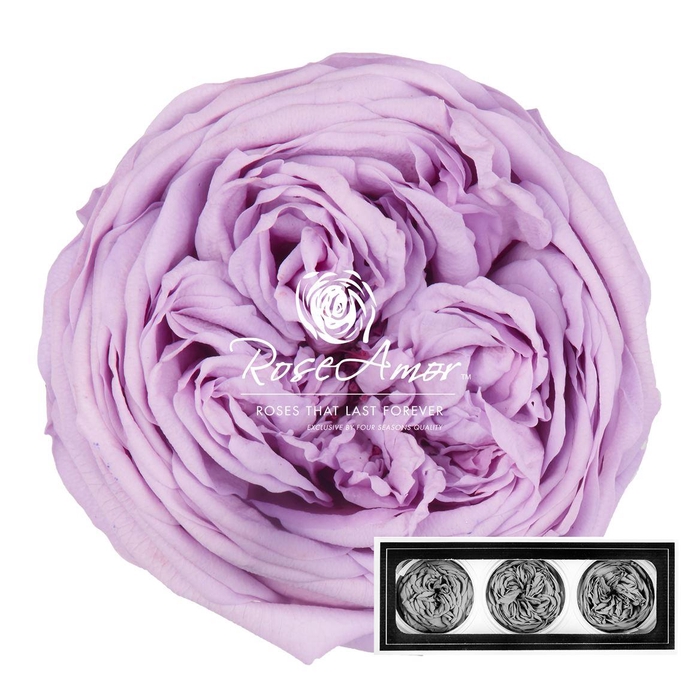 <h4>Kabukyza Per 3 Vio03</h4>