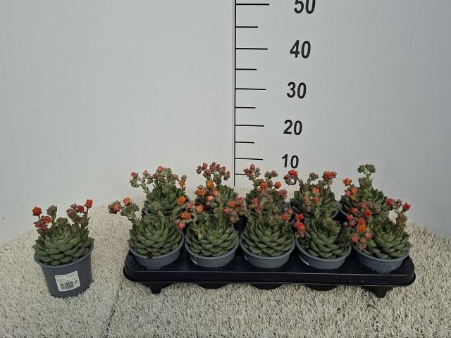 <h4>ECHEV GILVA</h4>