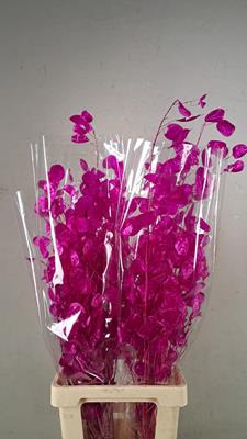 <h4>Df Lunaria Bs Shiny Fuchsia</h4>