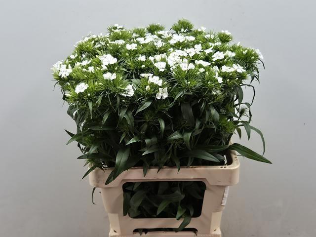 <h4>DI BARB BAR WHITE</h4>