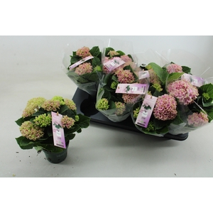 HYDR M MAG REVOLUTIO