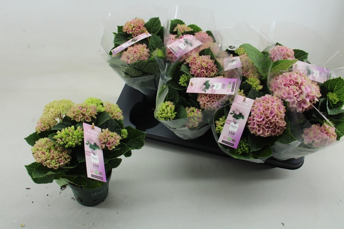 <h4>HYDR M MAG REVOLUTIO</h4>