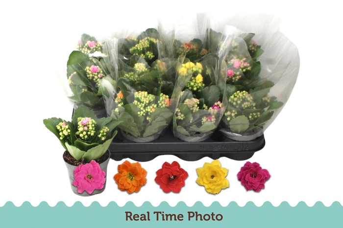 <h4>KAL GE GEM 5 KL</h4>