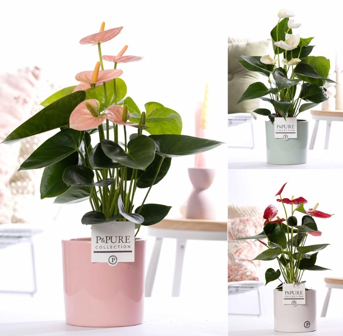<h4>Anthurium mix in P&PURE Essential cer. ass. 3</h4>