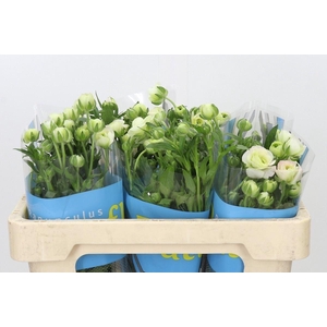 RAN BUTTERFLY ARIADNE RANUNCULUS BU
