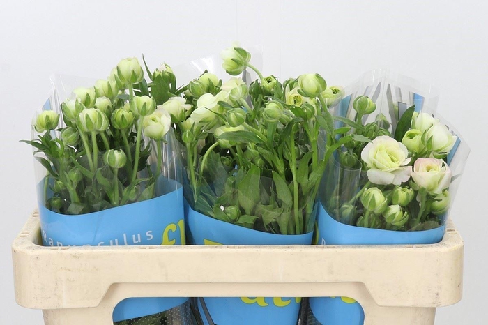<h4>RAN BUTTERFLY ARIADNE RANUNCULUS BU</h4>