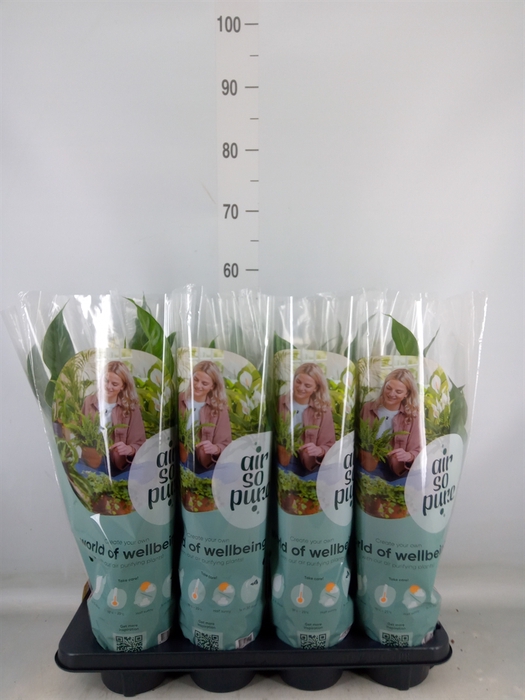 <h4>Spathiphyllum  'Sweet Curiosa'</h4>