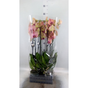 Phalaenopsis  'Golden Leopard'