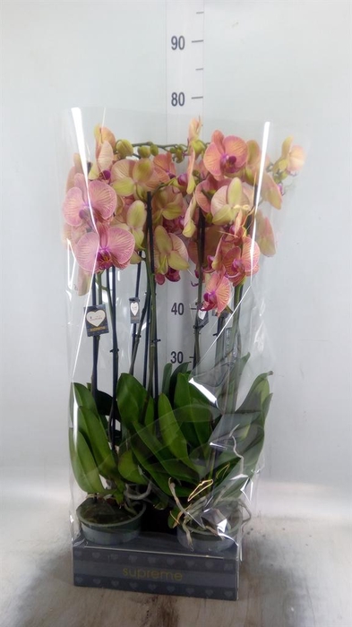 <h4>Phalaenopsis  'Golden Leopard'</h4>