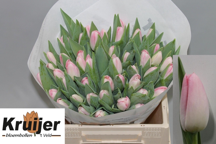 <h4>TU EN DYNASTY</h4>