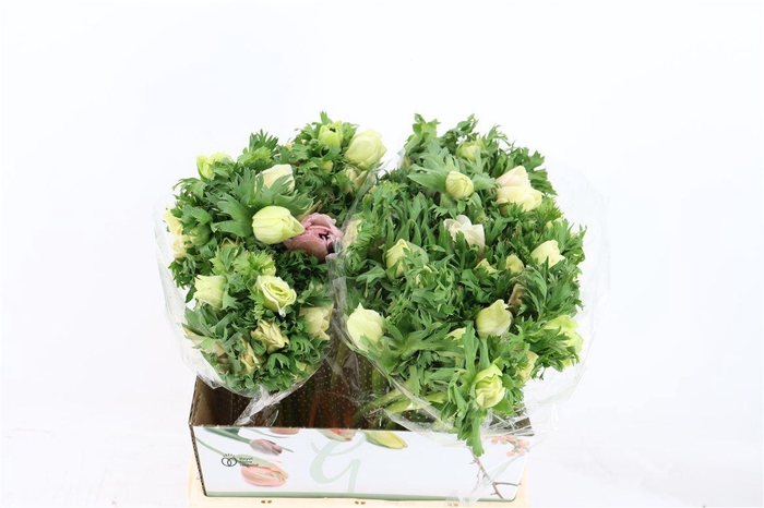 <h4>Anem Marianne Panda White</h4>