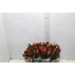 ANTHURIUM MINI MILLION PURE P09