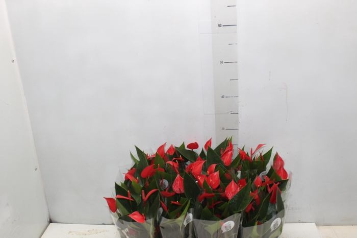 <h4>ANTHURIUM MINI MILLION PURE P09</h4>