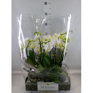 Phalaenopsis   ...white