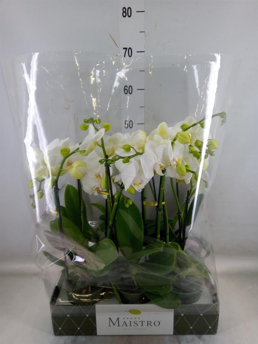 <h4>Phalaenopsis ...white</h4>