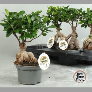 FIC MI GINSENG