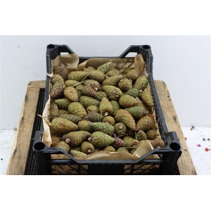 Pinea Mini Naturel X100 Crate