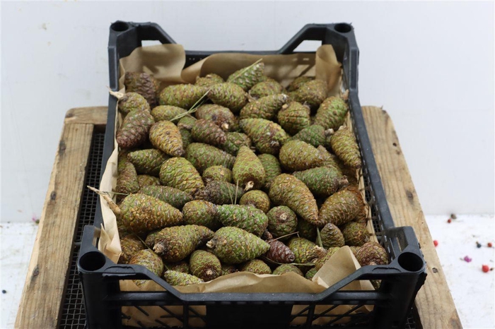 <h4>Pinea Mini Naturel X100 Crate</h4>