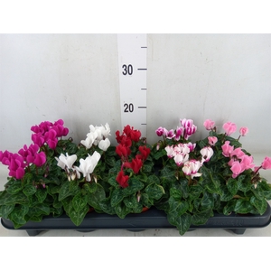 Cyclamen KL 'Verano'