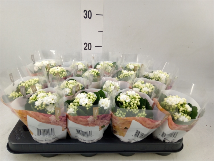 <h4>Kalanchoe blos. 'RosDon Dione'</h4>