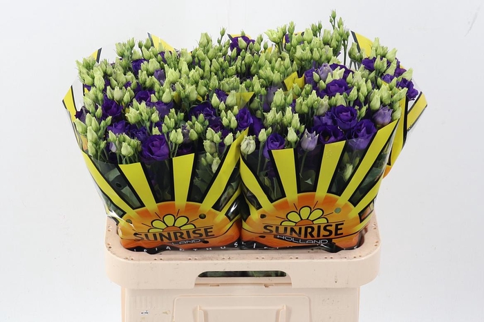 <h4>Eus G Rosi Blue</h4>