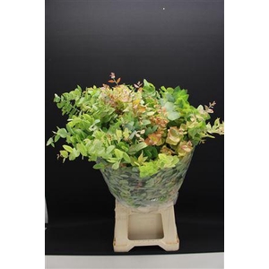 Euc Stuartiana Herfst Natuur