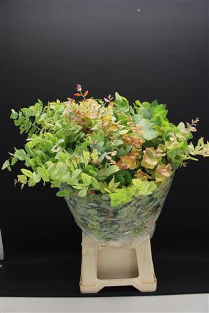 <h4>Euc Stuartiana Herfst Natuur</h4>