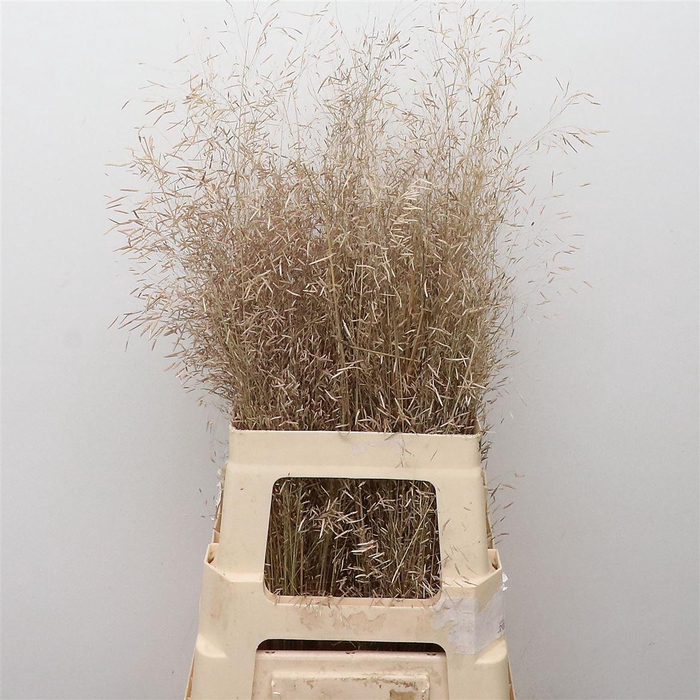 Euca Coccifera P Stem