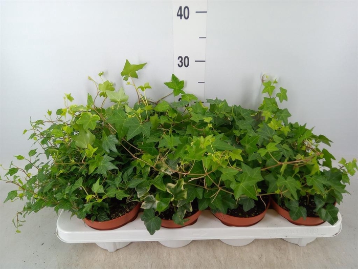 <h4>Hedera   ...mix</h4>