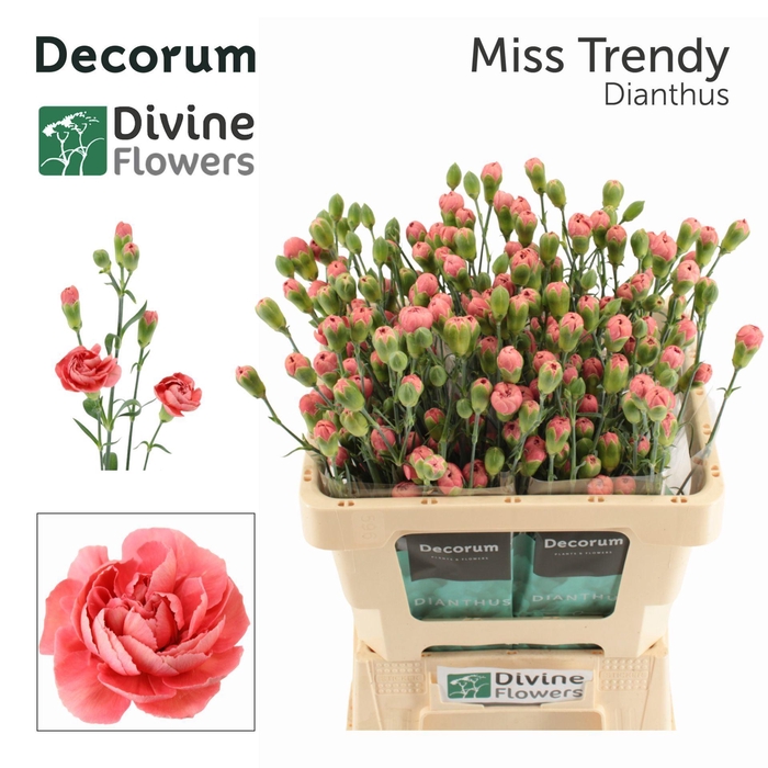 <h4>Dianthus TR 'Miss Trendy'</h4>
