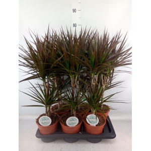 Dracaena marg. 'Magenta'