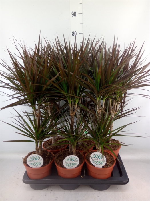 <h4>Dracaena marg. 'Magenta'</h4>