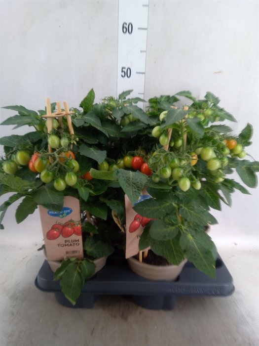 <h4>Solanum lycopersicum   ...</h4>