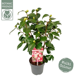 Camellia japonica
