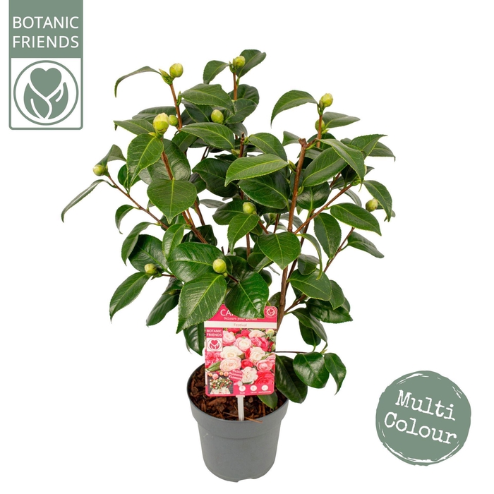 <h4>Camellia japonica</h4>