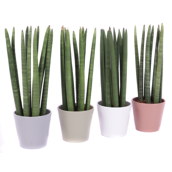 <h4>Sansevieria 12 cm cylindrica spike in konische pot</h4>