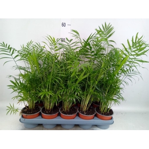 Chamaedorea elegans