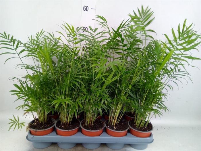 <h4>Chamaedorea elegans</h4>