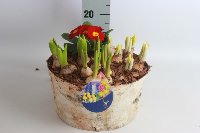 <h4>ARR BOL KNOLGEWAS</h4>