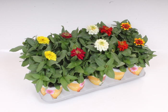 <h4>Zinnia Marylandica Gemengd</h4>