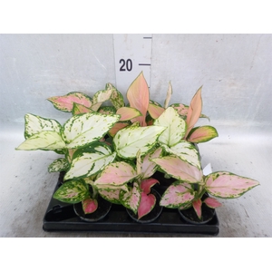 Aglaonema   ...