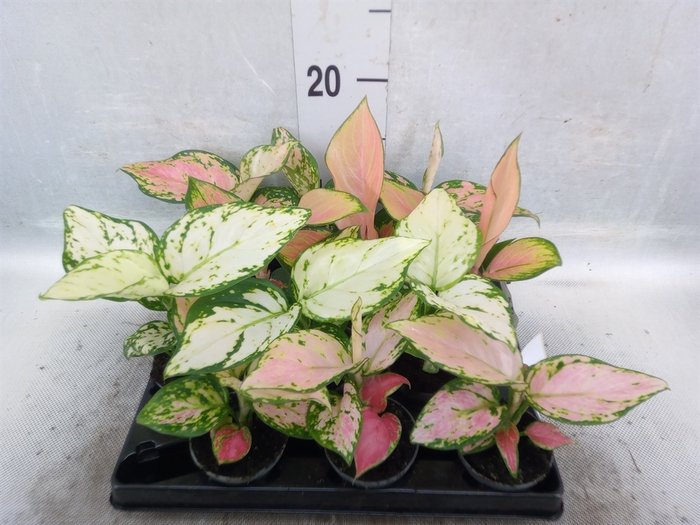 <h4>Aglaonema   ...</h4>