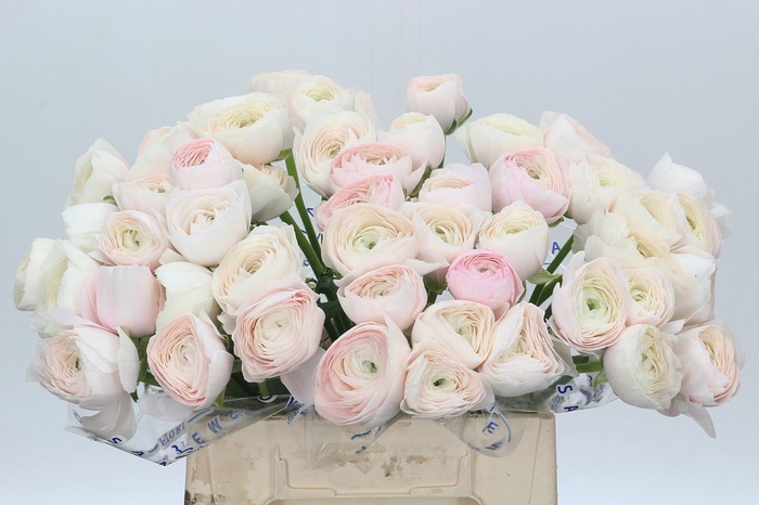 <h4>Ranunculus Clooney Hanoi Extra</h4>