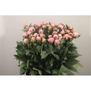 Paeo L Sarah Bernhard Pink Ex