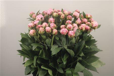 <h4>Paeo L Sarah Bernhard Pink Ex</h4>