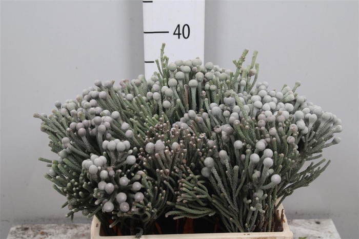 <h4>Kaaps Brunia Laevis</h4>